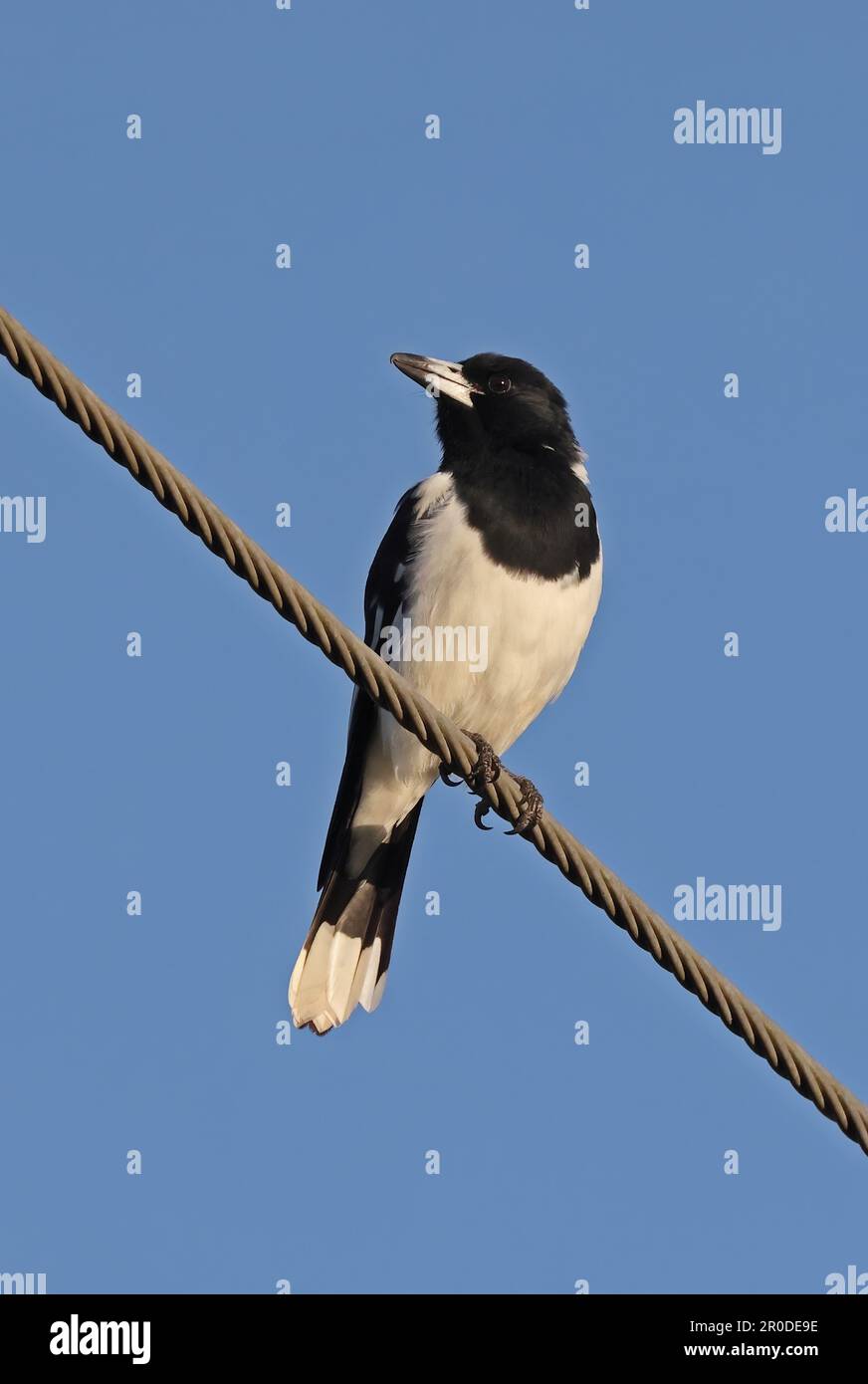 Pied Butcherbird (Cracticus nigrogularis nigrogularis) adult perched on power-line  south-east Queensland, Australia.     March Stock Photo