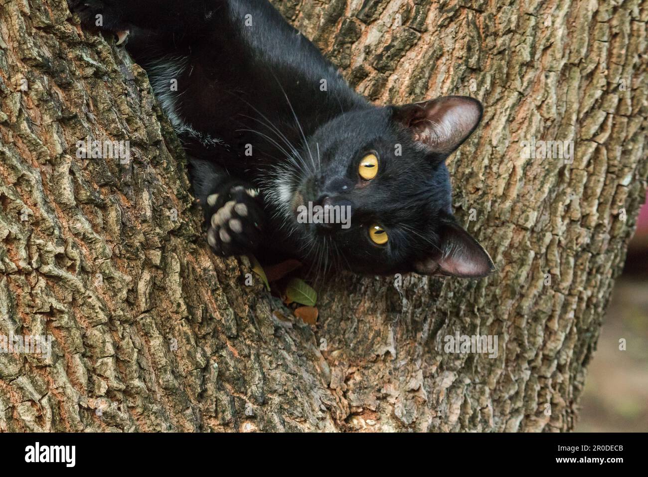 black cat climbing on a tree Sit and lie down and enjoy Stock Photo Alamy