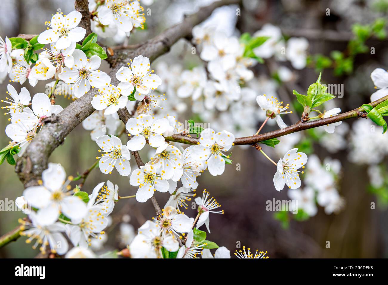 Flowering branches in spring, apple tree branches bloomed Stock Photo ...