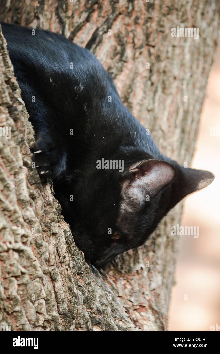 black cat climbing on a tree Sit and lie down and enjoy Stock Photo Alamy