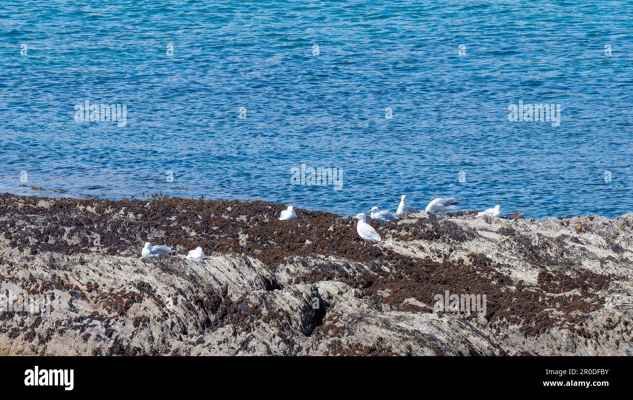 A few white gulls on a rock in the middle of the ocean. White birds near body of water Stock Photo