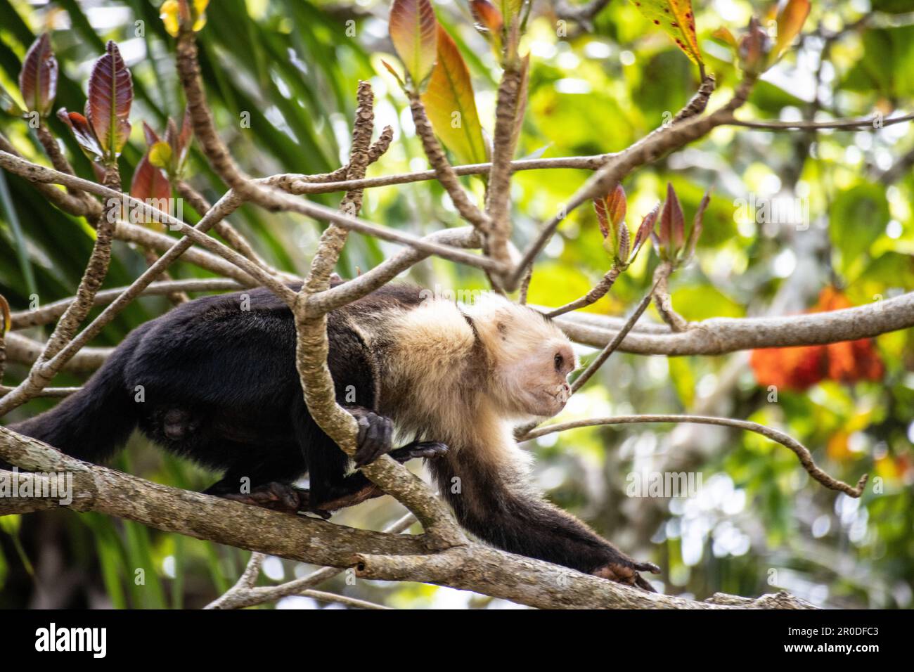 Panamanian white faced capuchin monkey hi-res stock photography and ...