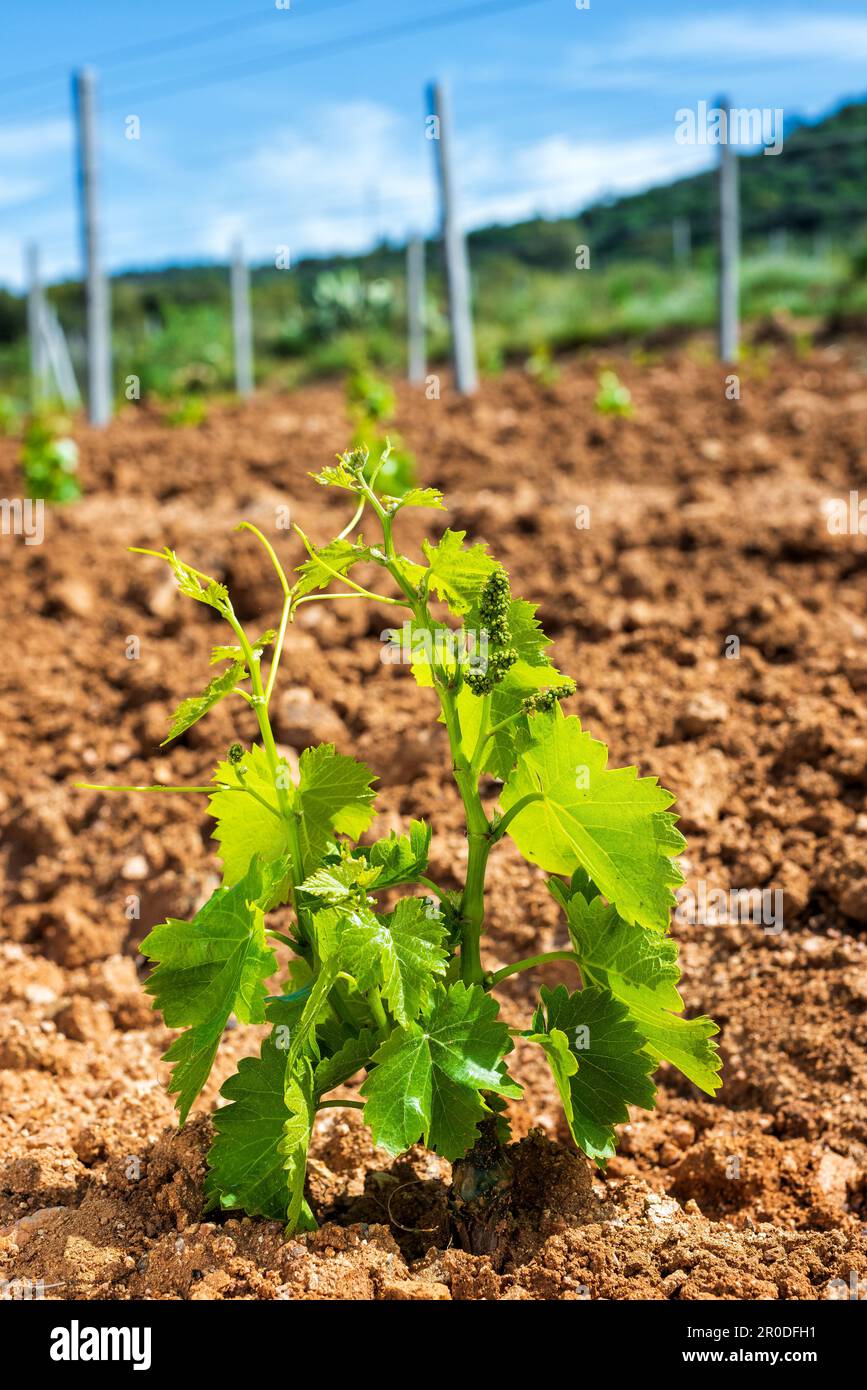 Young sprouts on the new Cannonau grape seedlings. Closeup of the