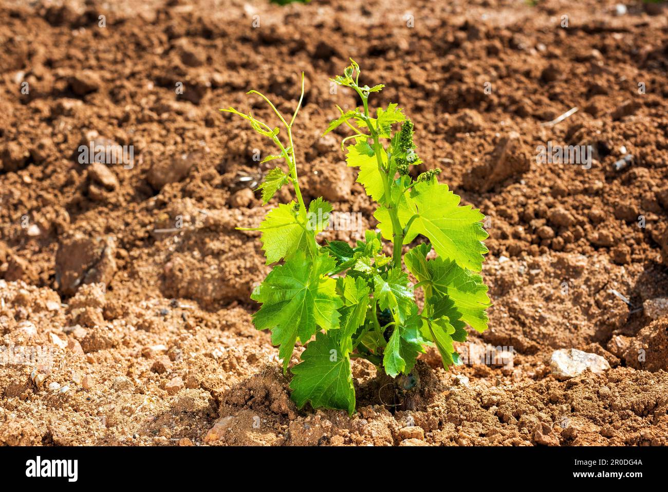 Young sprouts on the new Cannonau grape seedlings. Closeup of the