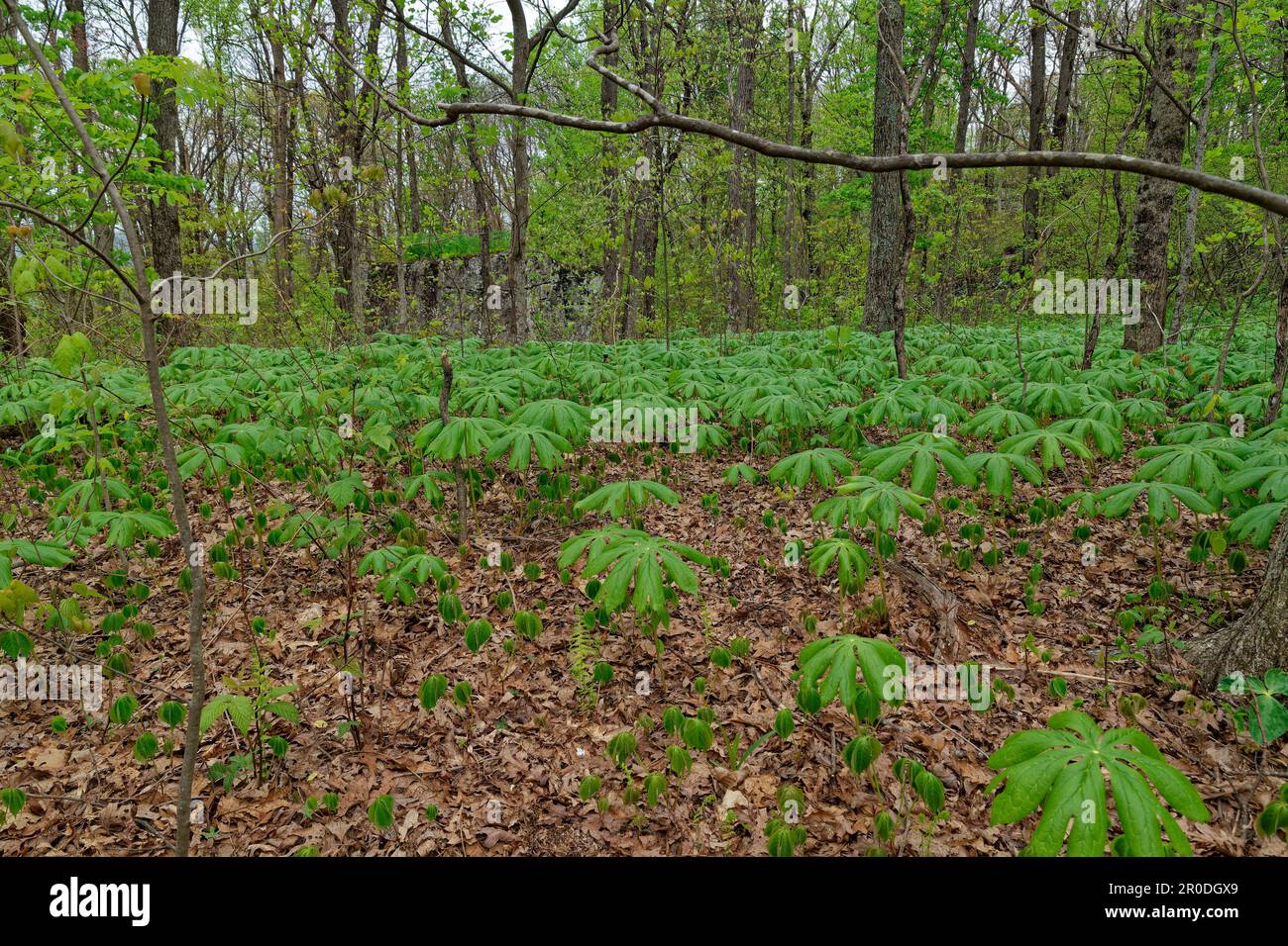Area in the forest full of mayapple plants starting to rise and open covering the woodland ground of fallen leaves with a large boulder in the backgro Stock Photo