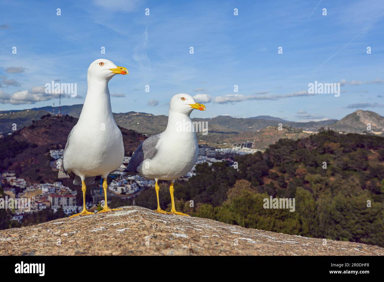 Two Sea gulls on Gibralfaro fortress wall. Malaga, Andalusia, Spain Stock Photo