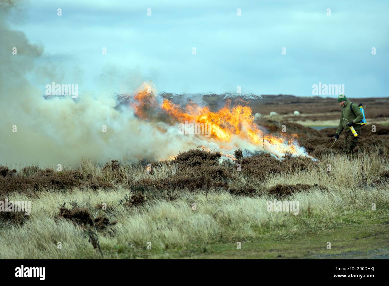 Controlled Heather Burning, North York Moors National Park Stock Photo
