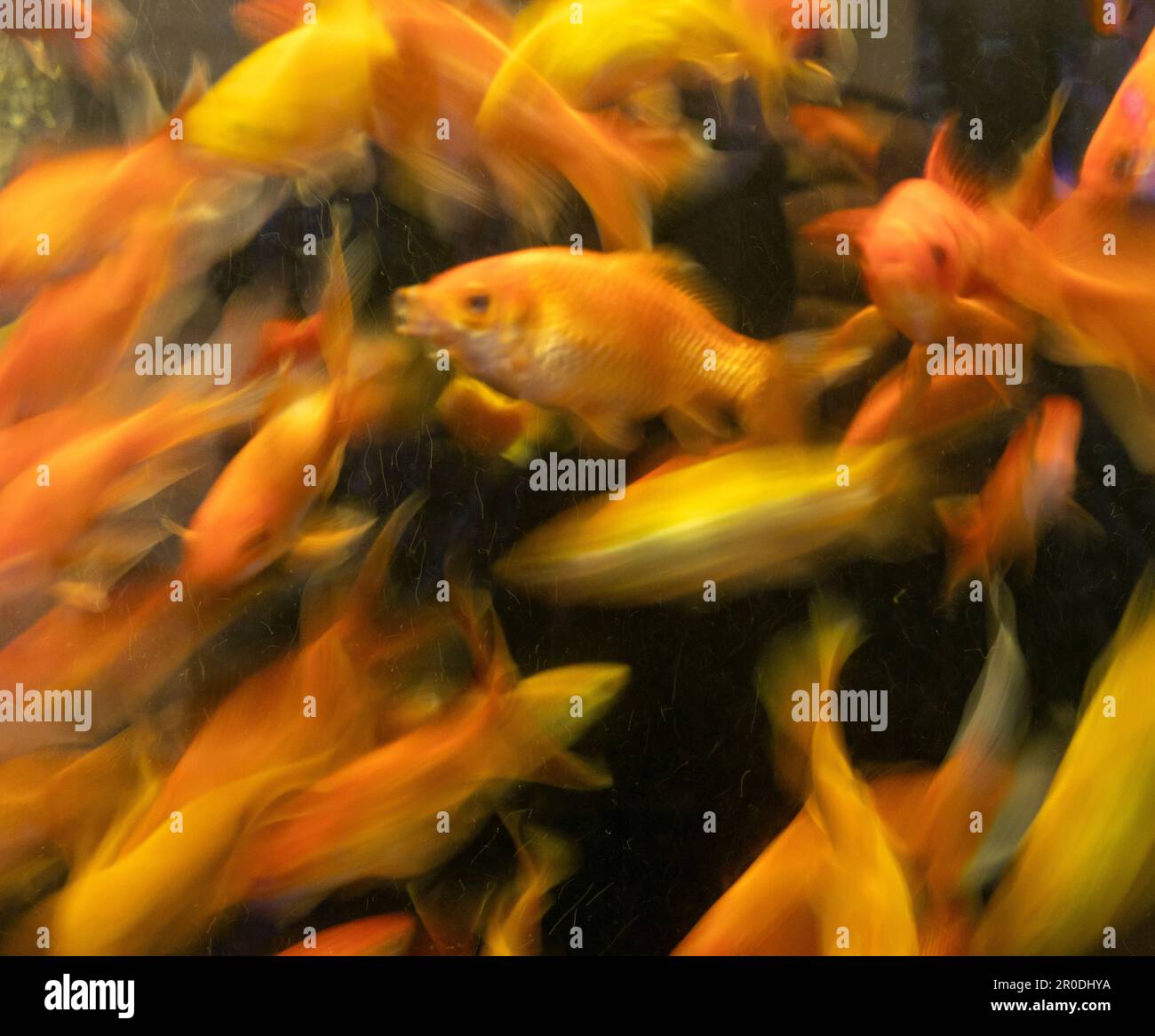 Gold fish, Aquarium, Swimming, Movement Stock Photo
