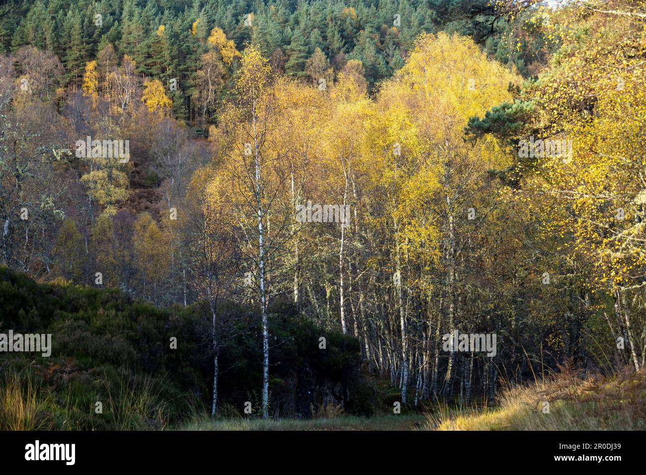 Auitumn Silver Birches, Glen Affric near Cannich, Highlands Scotland Stock Photo