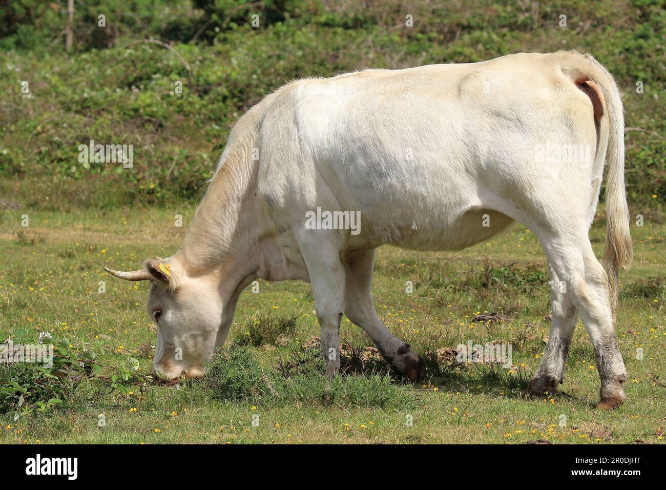 A white cow with horns eating grass in the New Forest, with bushes in the background Stock Photo