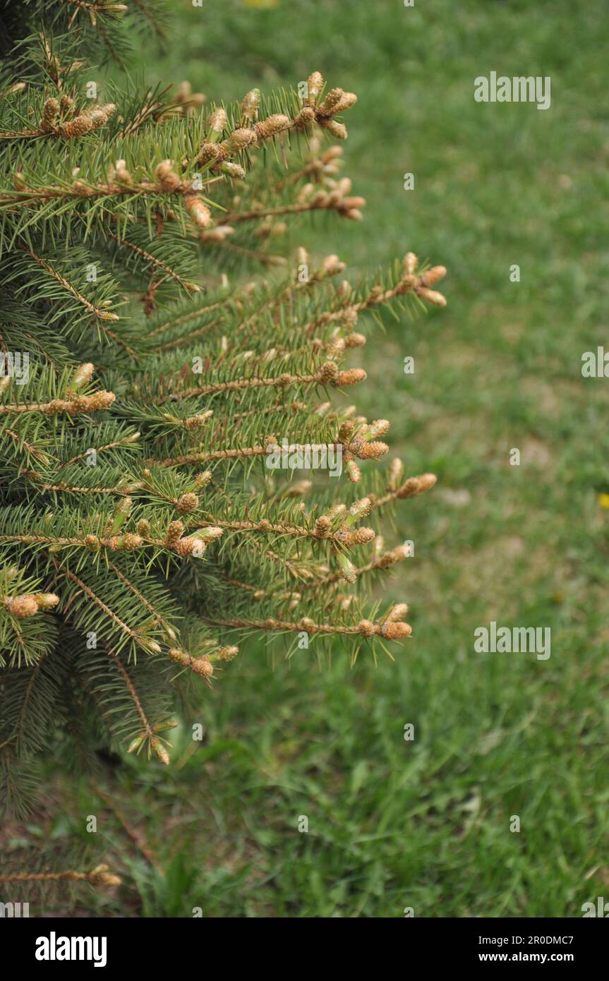 Beautiful tall pine tree isolated on white background Stock Photo Alamy