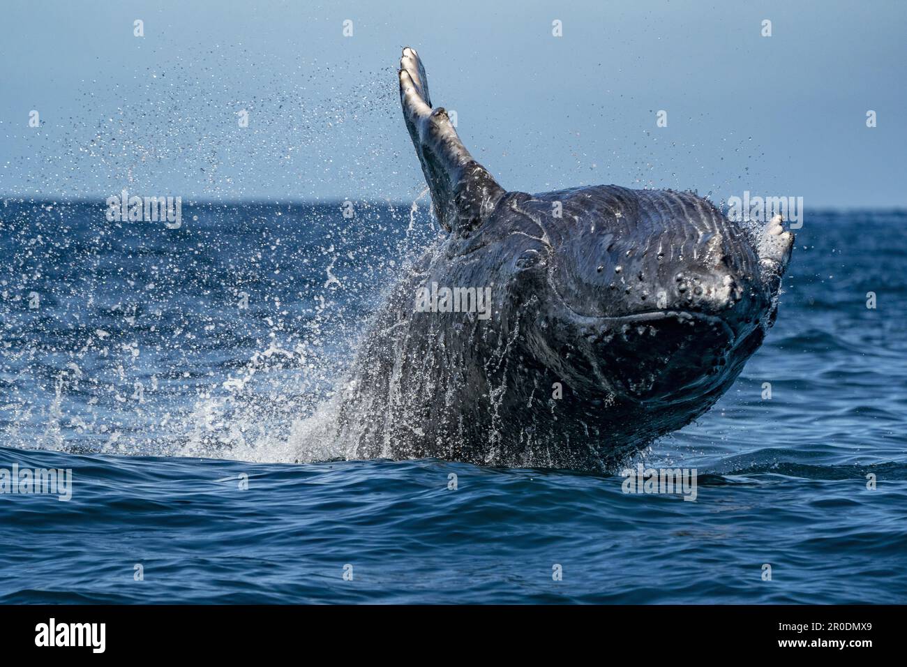 An Humpback whale jumping out of the water in Baja California Sur ...