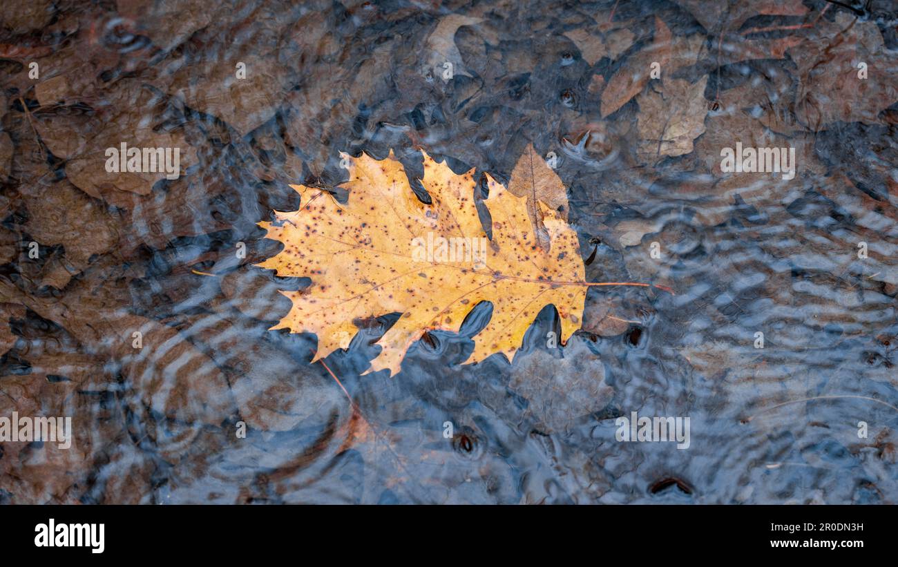 A single yellow oak leaf resting on a riverbed Stock Photo