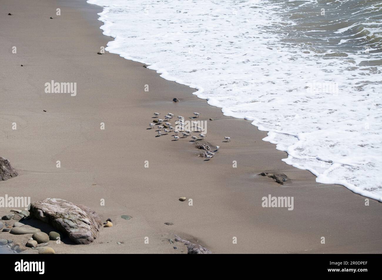 Sandpipers run from ocean waves at the coast of Ventura, California. Birds at the beach Stock Photo