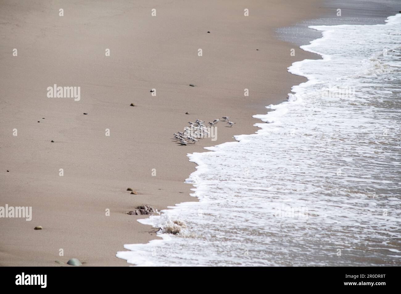 Sandpipers run from ocean waves at the coast of Ventura, California. Birds at the beach Stock Photo