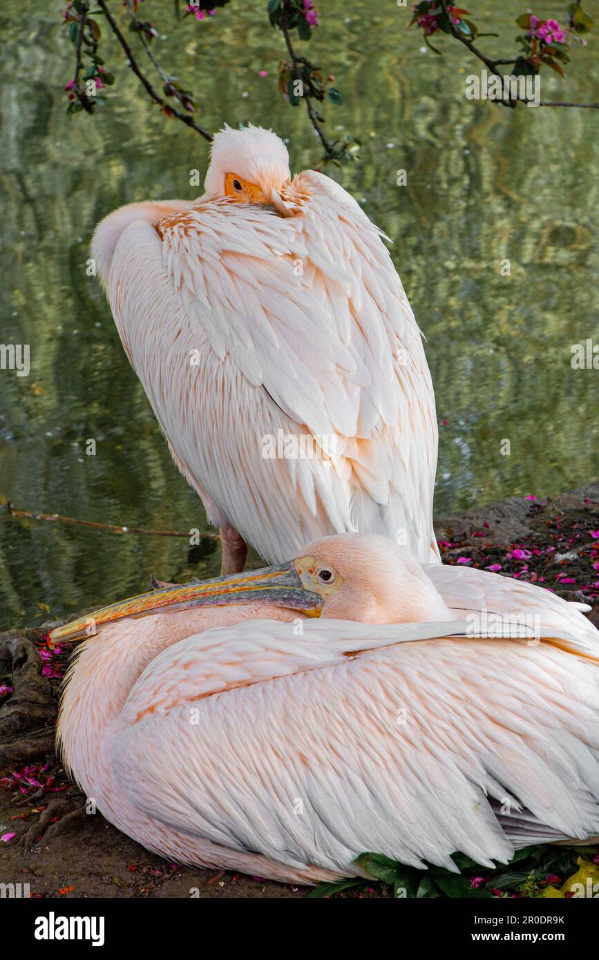 Pelicans in St James Park, London Stock Photo