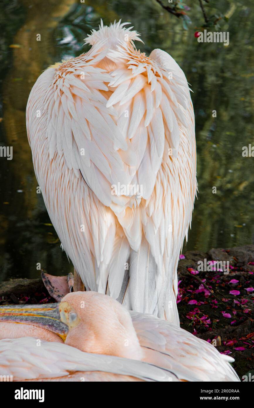 Pelicans in St James Park, London Stock Photo