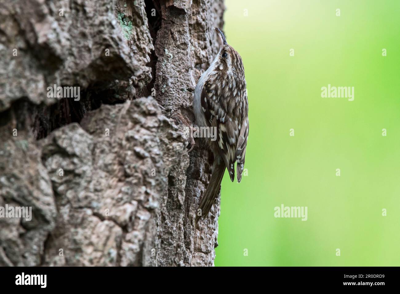 Short-toed treecreeper (Certhia brachydactyla) showing camouflage colours while foraging for invertebrates on bark of tree trunk in forest Stock Photo