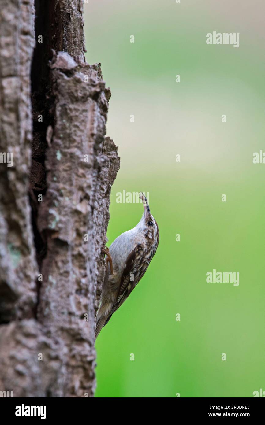 Short-toed treecreeper (Certhia brachydactyla) with insect in beak foraging for invertebrates on bark of tree trunk in forest Stock Photo