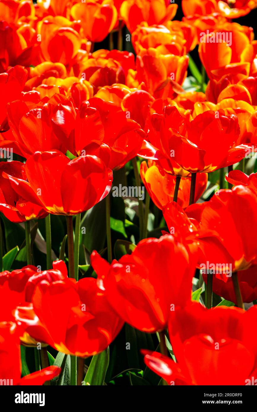 Bright red flowering tulips Stock Photo