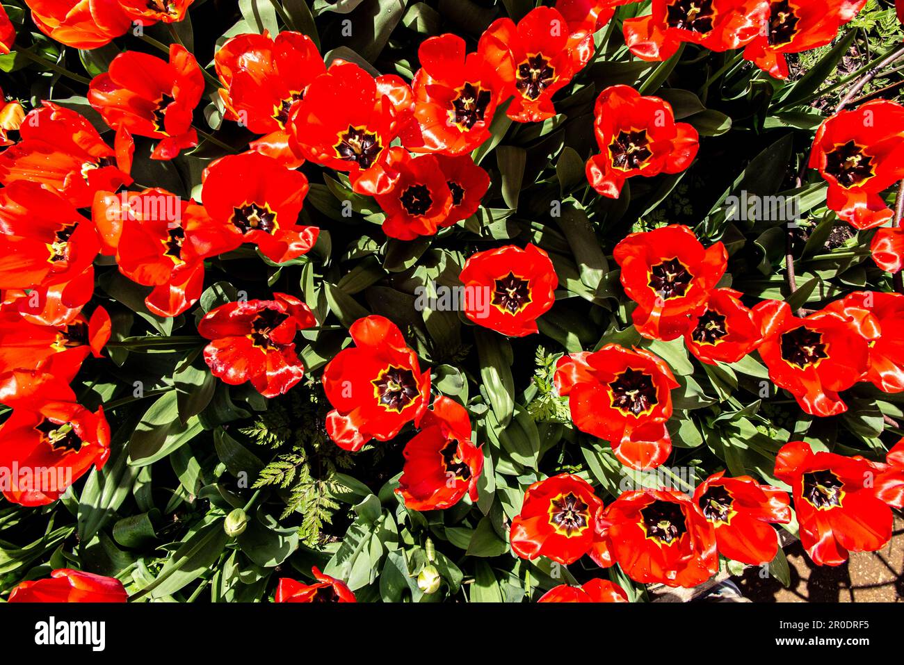 Bright red flowering tulips Stock Photo