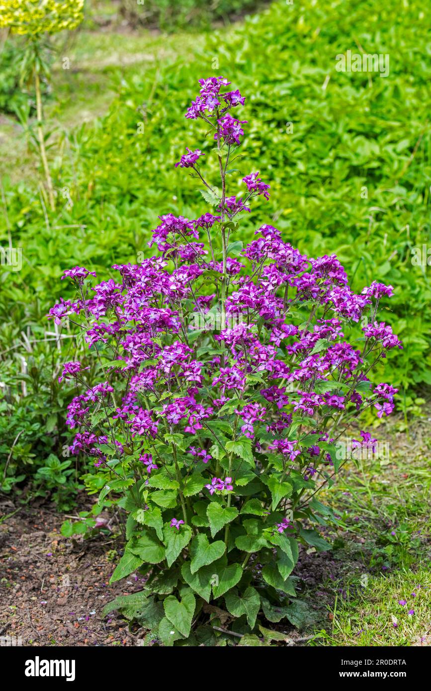 Annual honesty (Lunaria annua / Crucifera lunaria) in flower in wildflower garden in spring Stock Photo