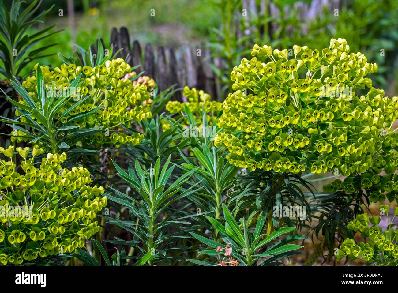 Mediterranean spurge / Albanian spurge (Euphorbia characias) evergreen shrub used in traditional