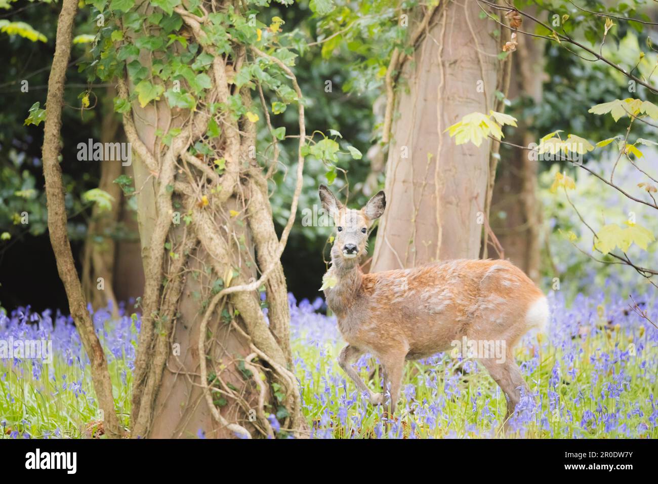 A young female Roe Deer (Capreolus capreolus) alert in a spring meadow of bluebell wildflowers at Dalgety Bay, Fife, Scotland, UK. Stock Photo