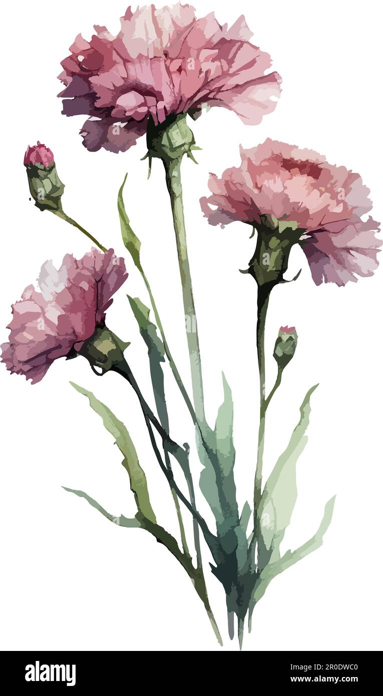 2d flat watercolor carnations white background illustration Stock