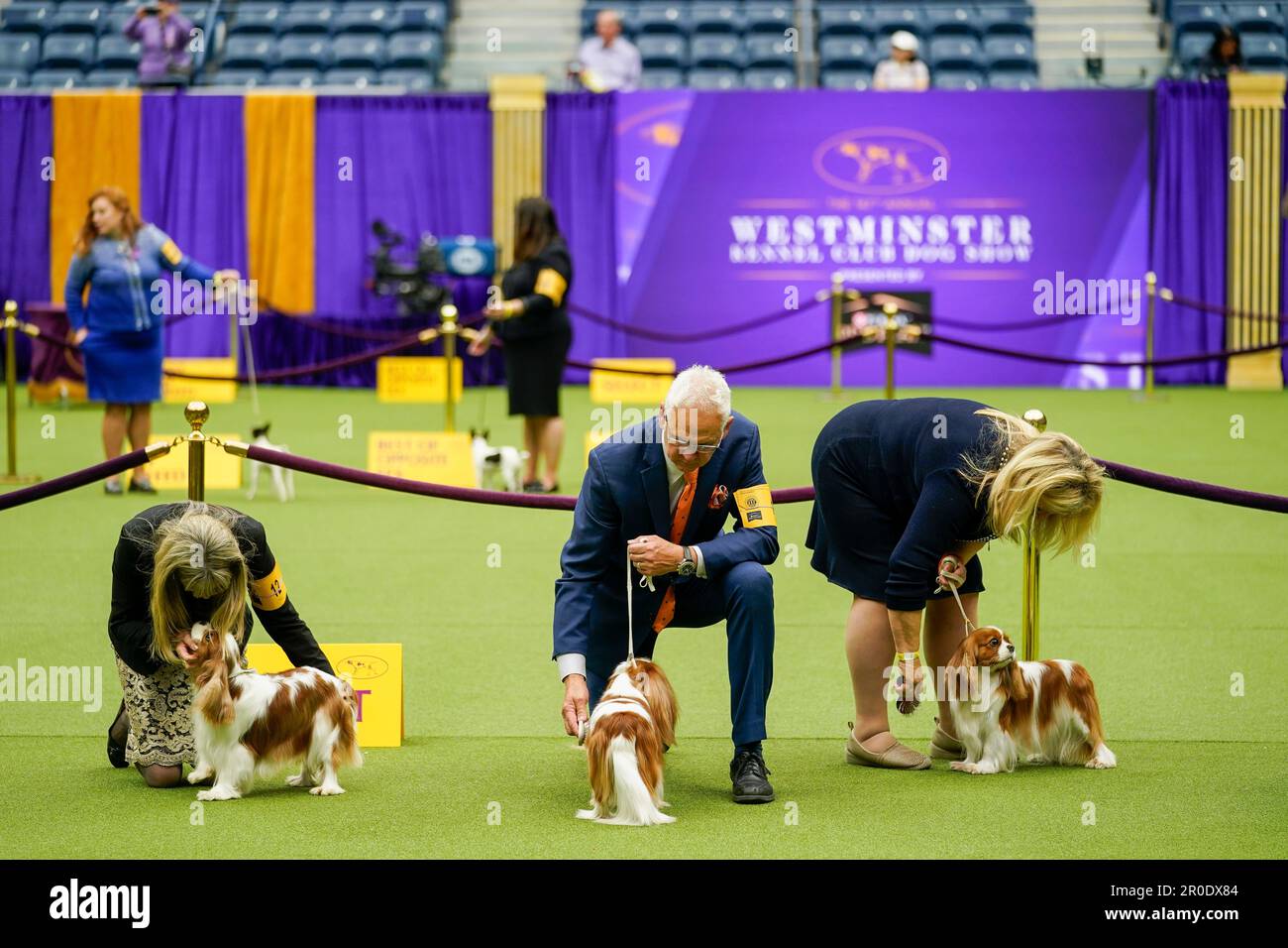 Breed judging westminster dog show 2025