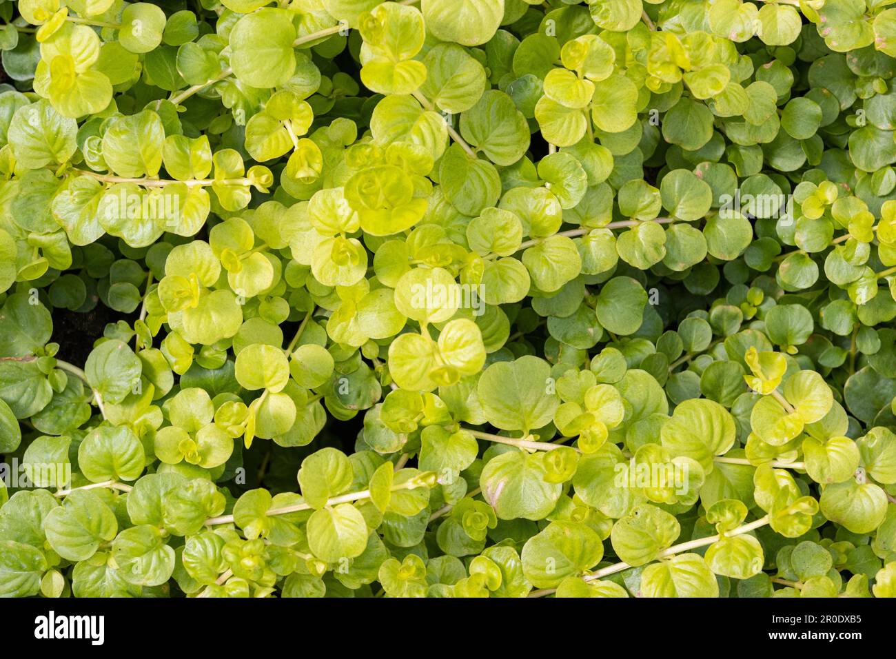 Green moneywort also known as creeping Jenny bacground texture growing on garden. Lysimachia nummularia Stock Photo