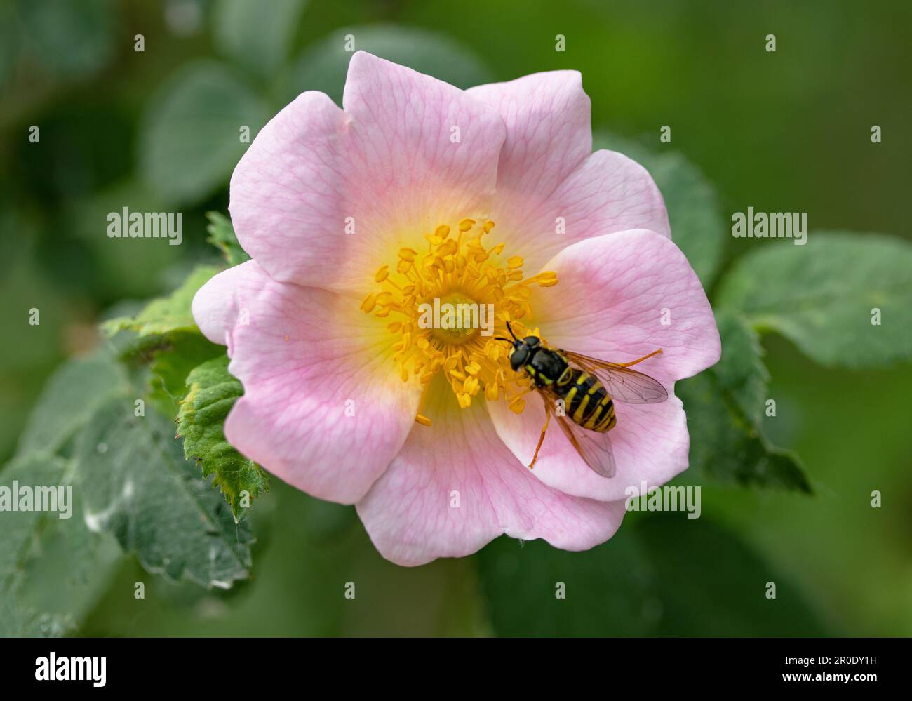 Temperate zone insects hi-res stock photography and images - Alamy