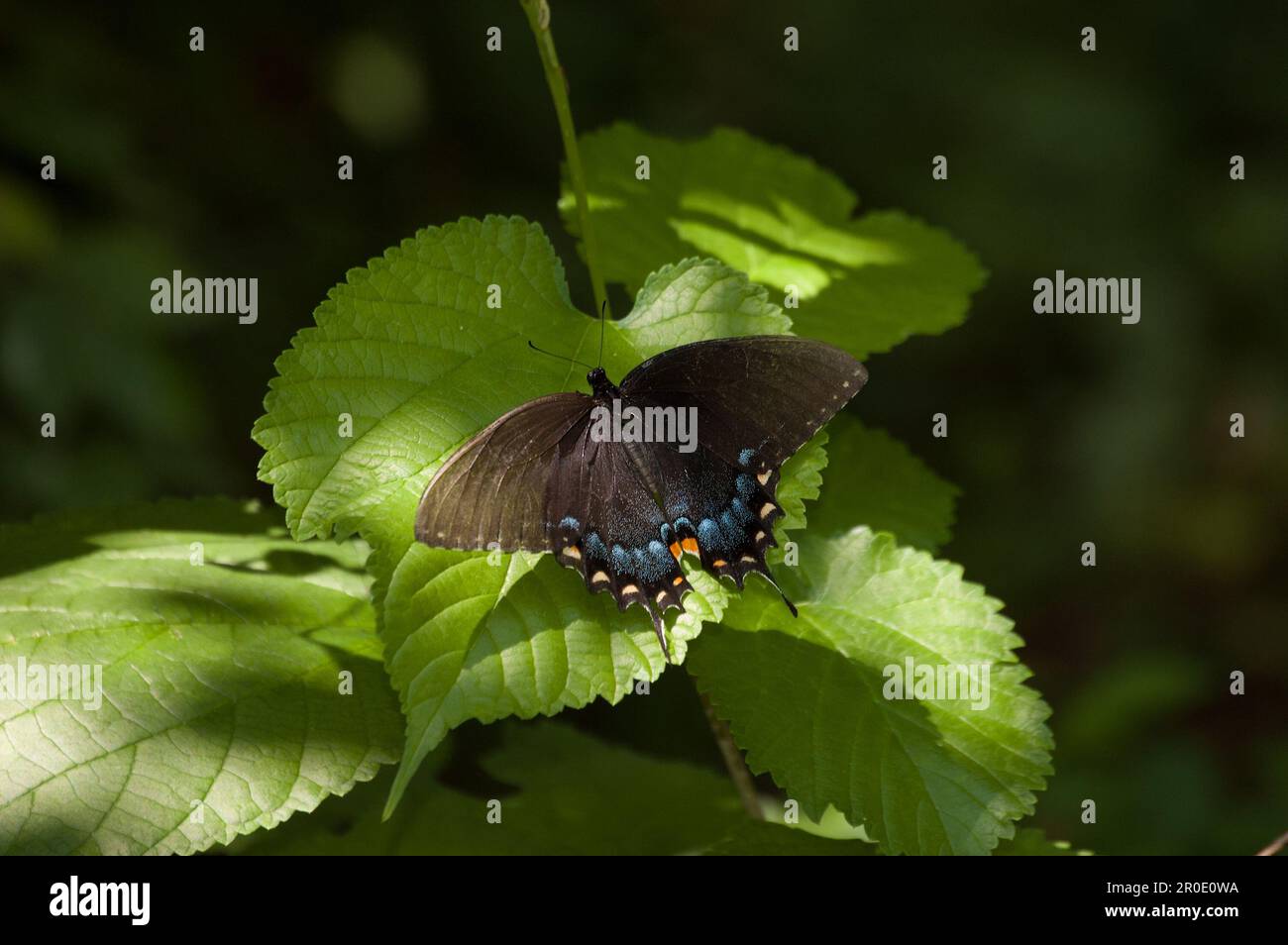 Male Spicebush Swallowtail Butterfly Stock Photo