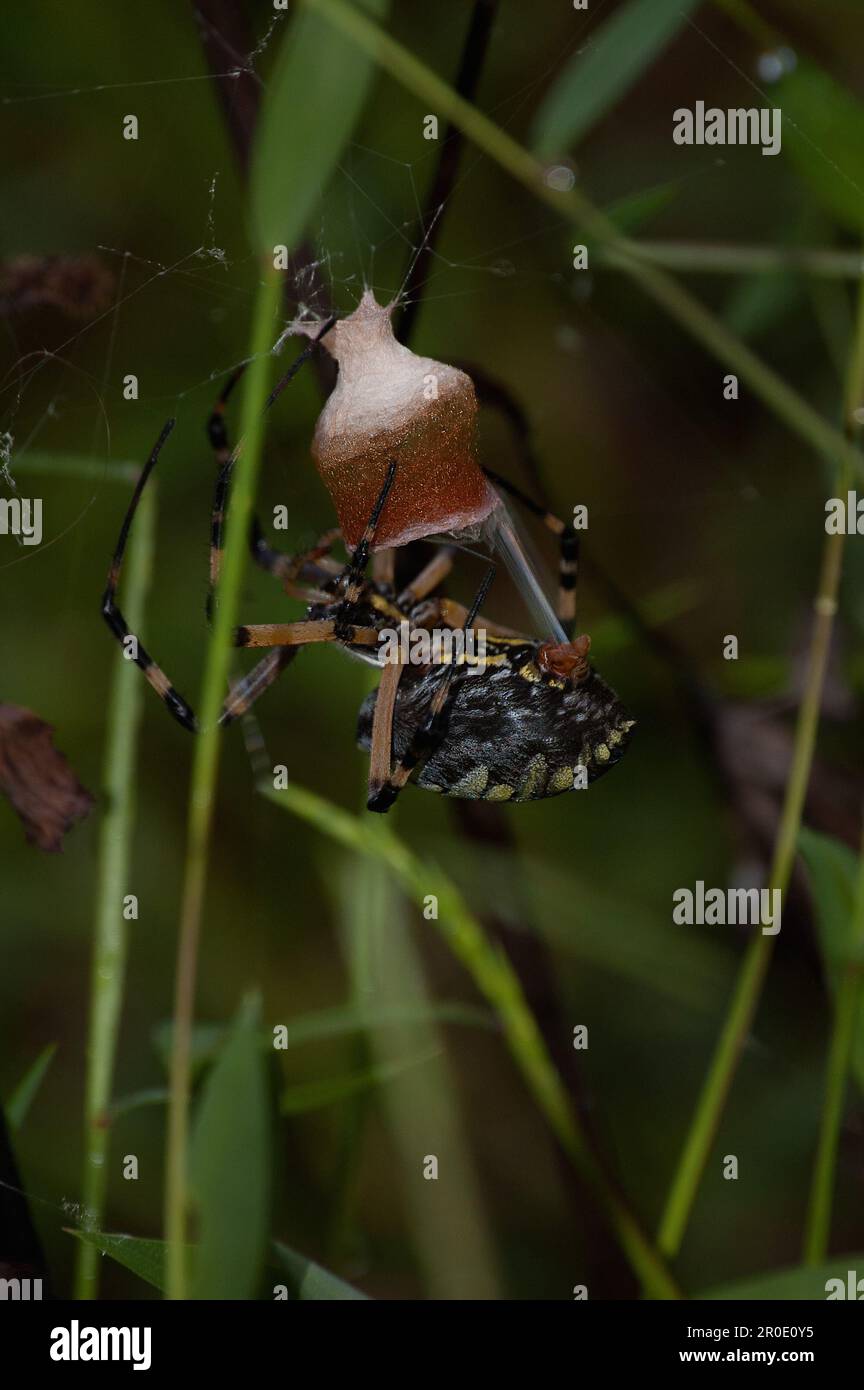 Spider Building Egg Sac Stock Photo Alamy