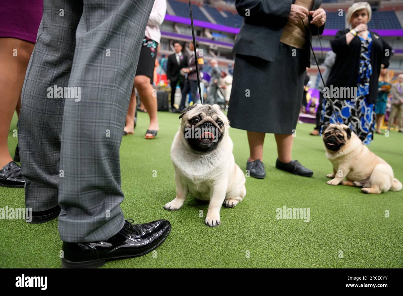 Breed Judging Westminster 2025 Calendar 