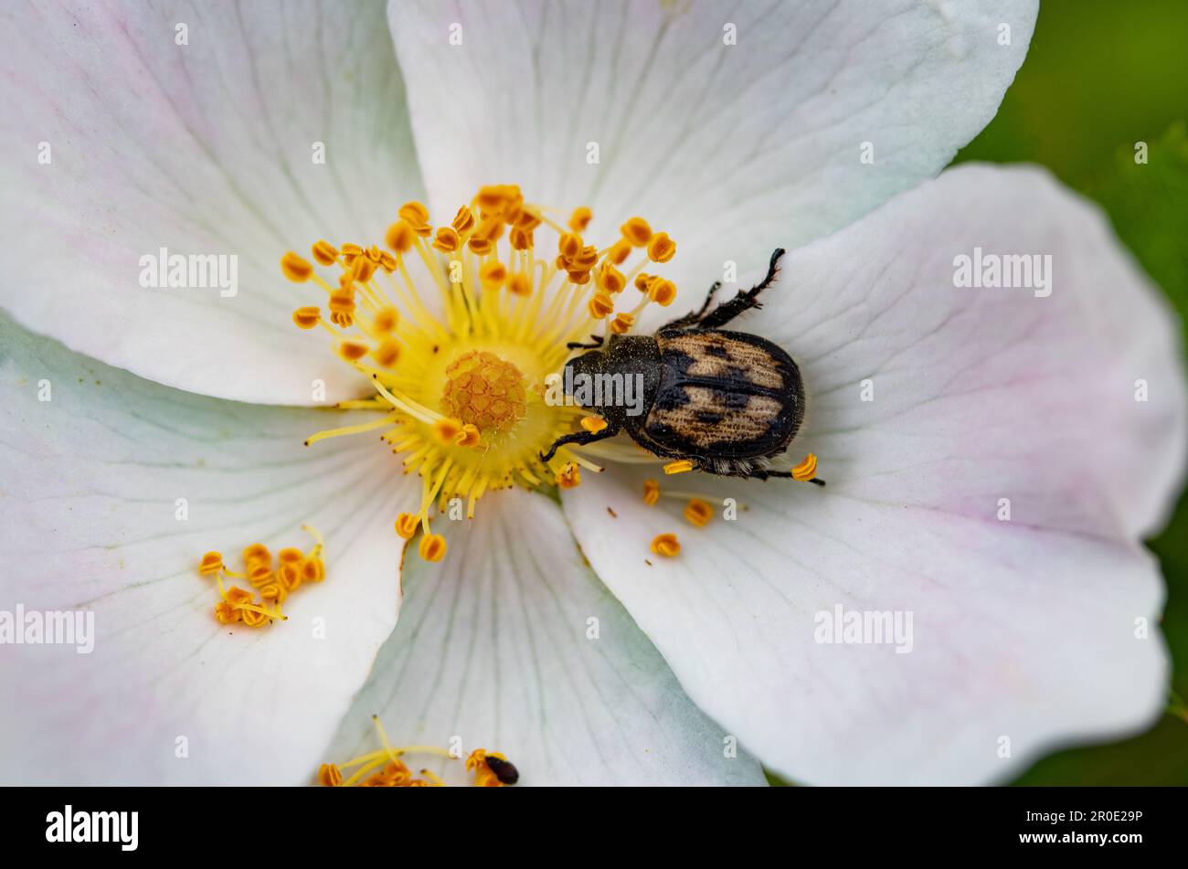 Temperate zone insects hi-res stock photography and images - Alamy