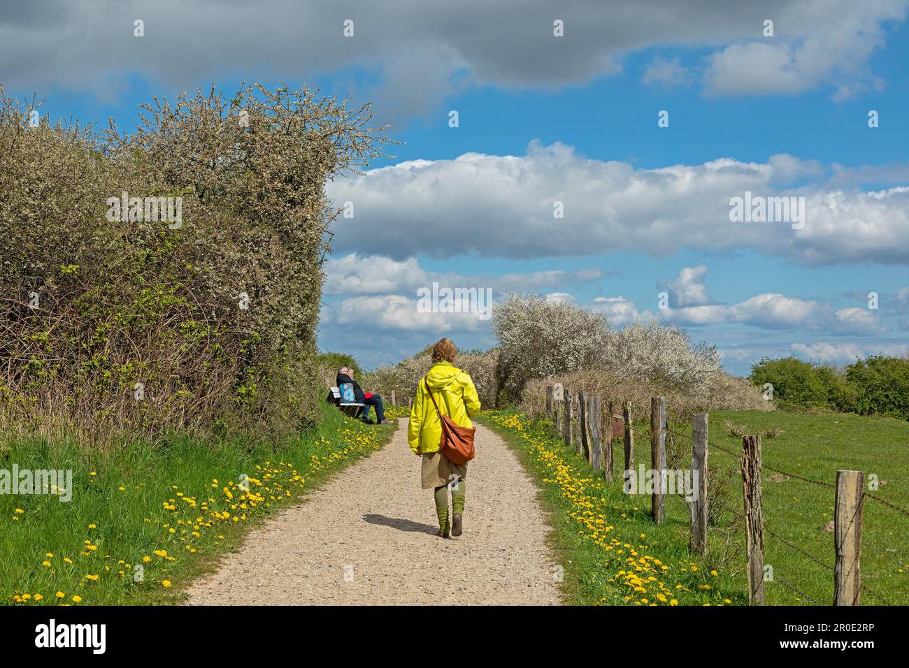 Clouds, hiking path, blackthorne hedge, woman, Holnis Peninsula, Schleswig-Holstein, Germany Stock Photo