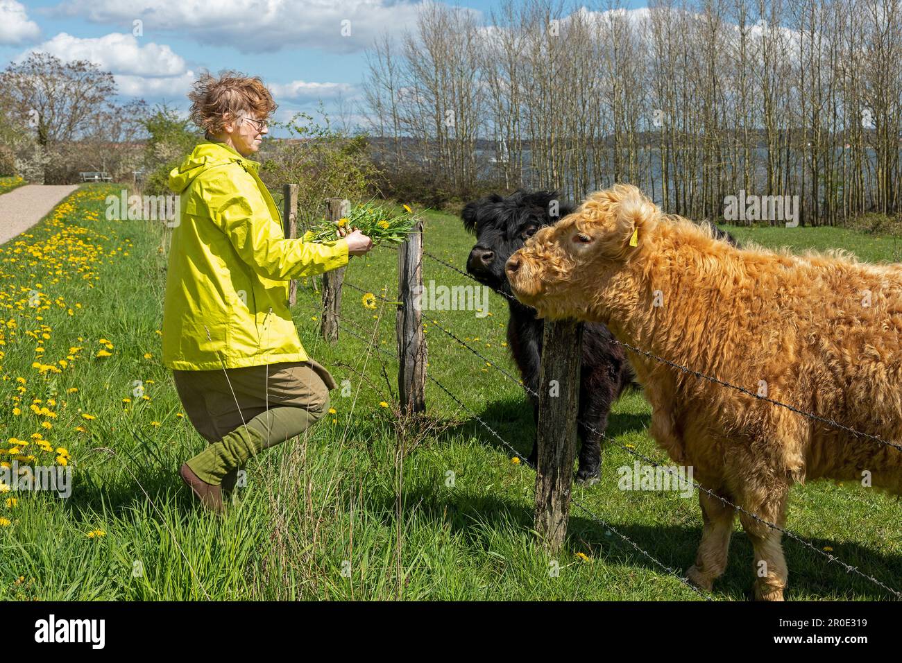 woman giving dandelions to Galloway cattle, Holnis Peninsula, Schleswig-Holstein, Germany Stock Photo