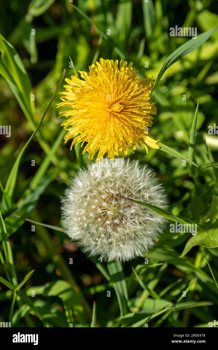 Dandelion flower and blowball, Holnis Peninsula, Schleswig-Holstein, Germanyolstei Stock Photo
