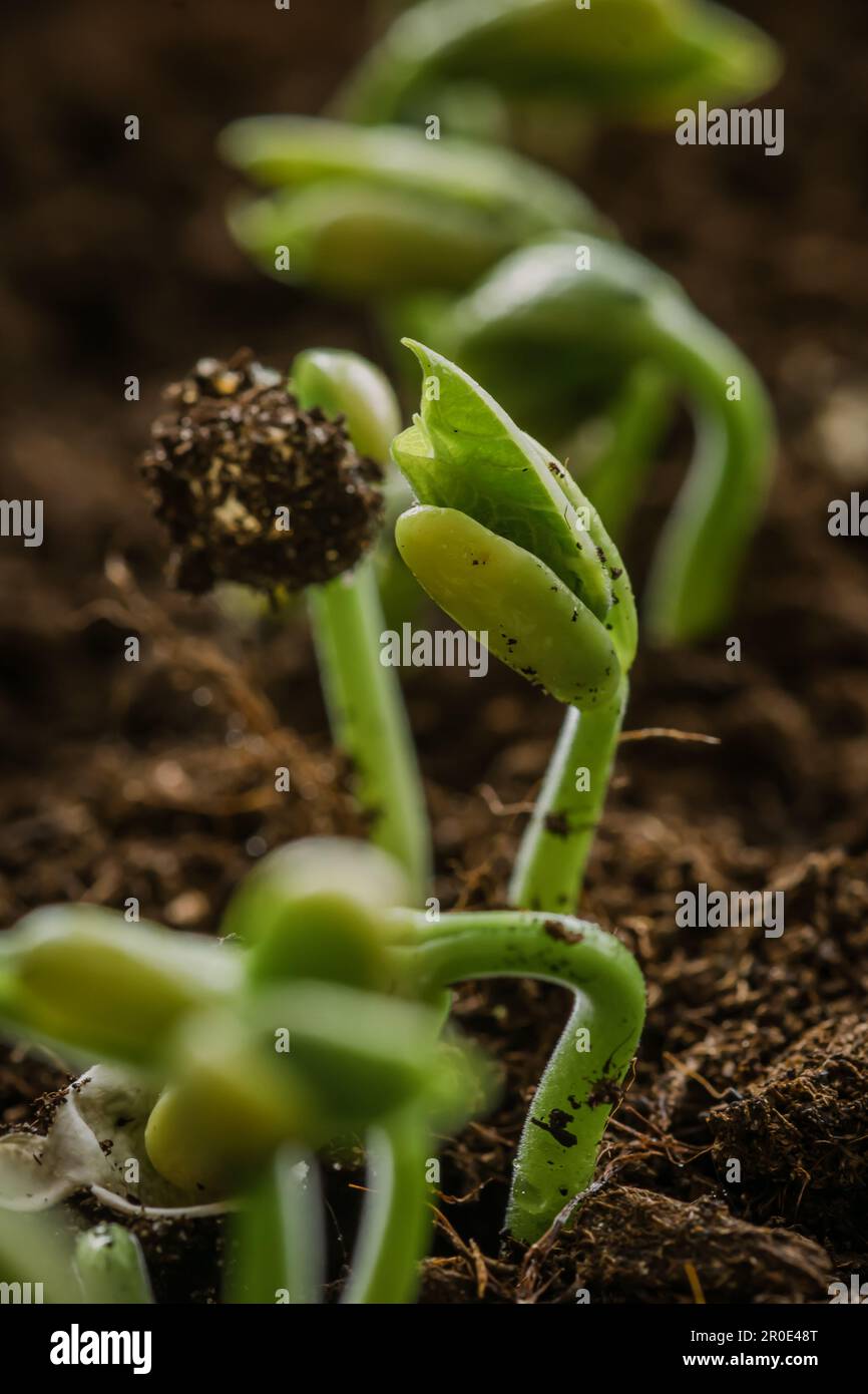 Small fresh green white beans seedlings just sprouted from seeds planted in fertile potting soil, close up, vertical Stock Photo