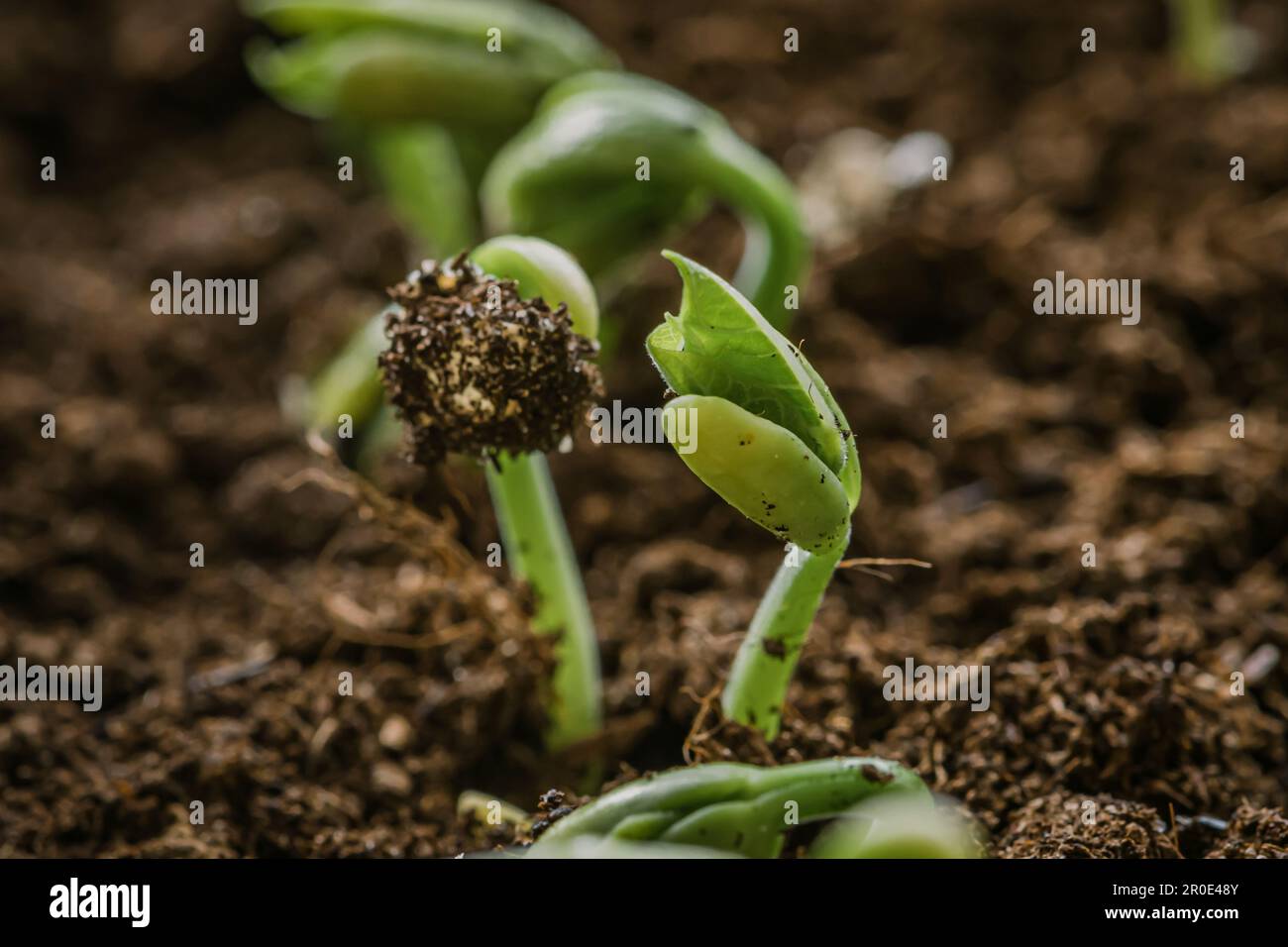 Small fresh green white beans seedlings just sprouted from seeds planted in fertile potting soil, close up Stock Photo