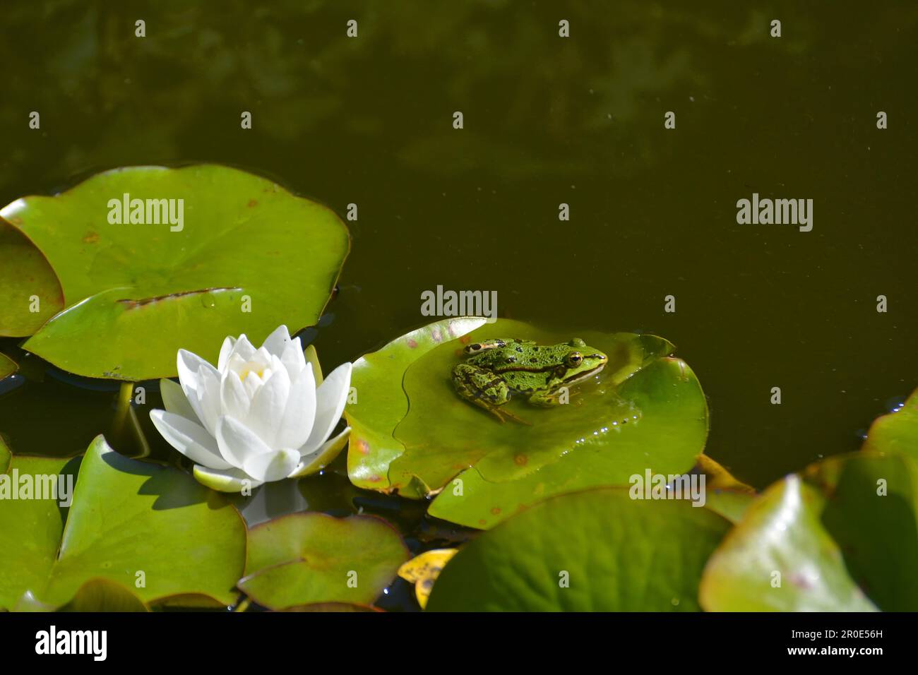 Water frog near white water lily in garden pond Stock Photo