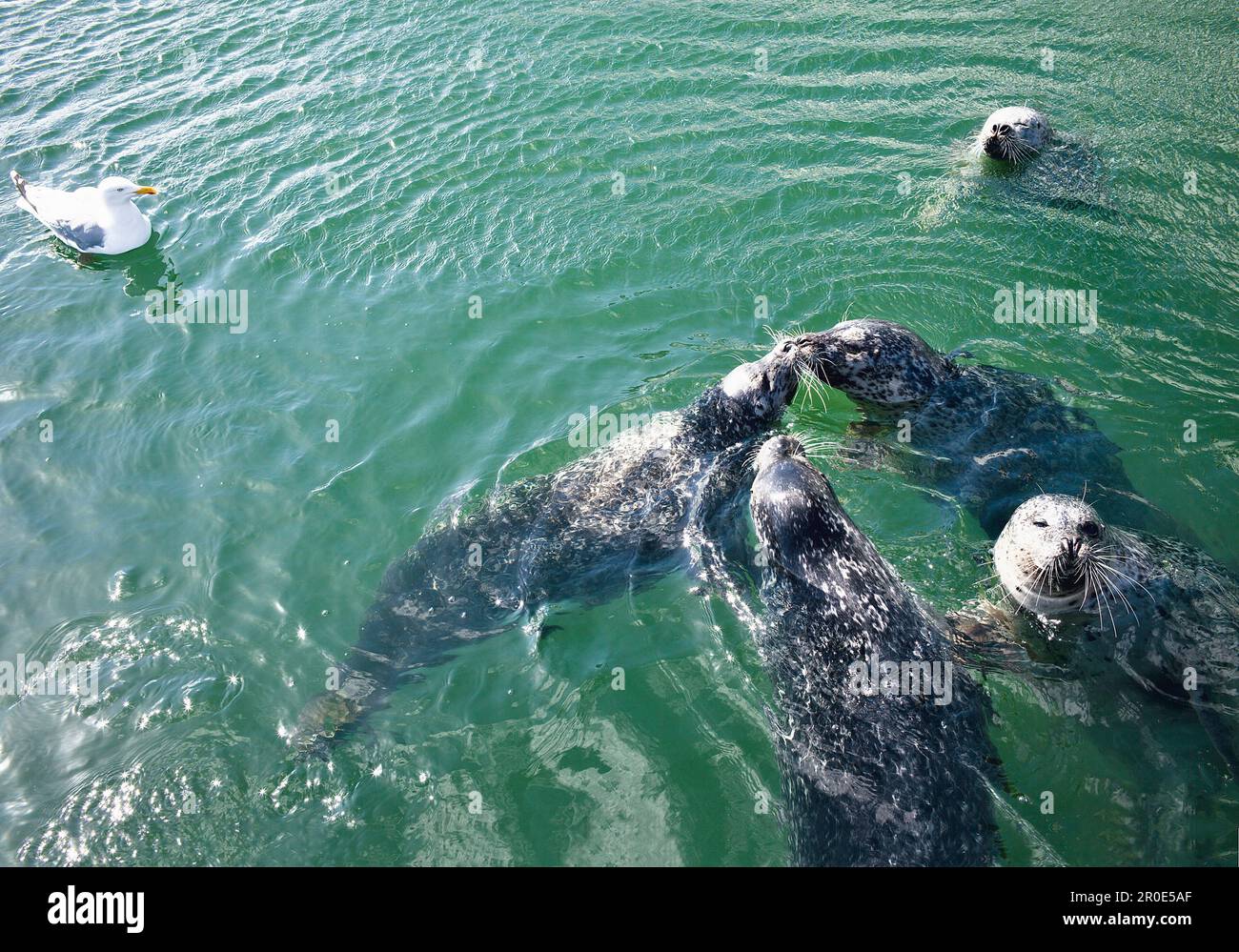 Poultry seals hires stock photography and images Alamy