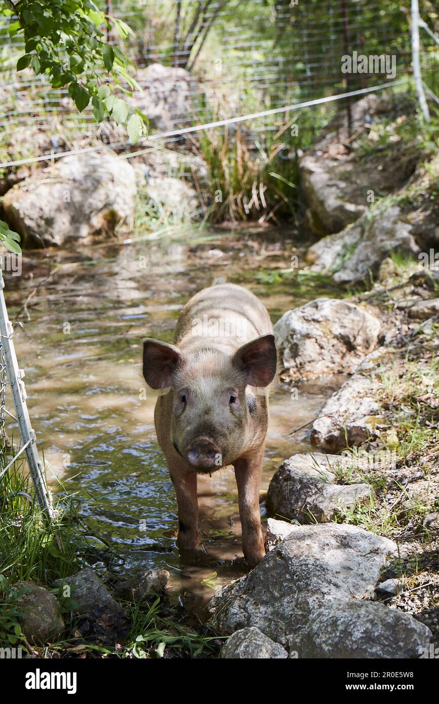 Pig pork freerange hi-res stock photography and images - Alamy
