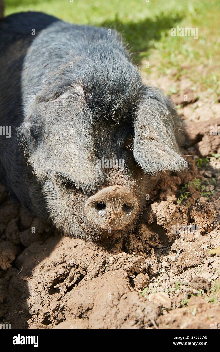 Pig pork freerange hi-res stock photography and images - Alamy