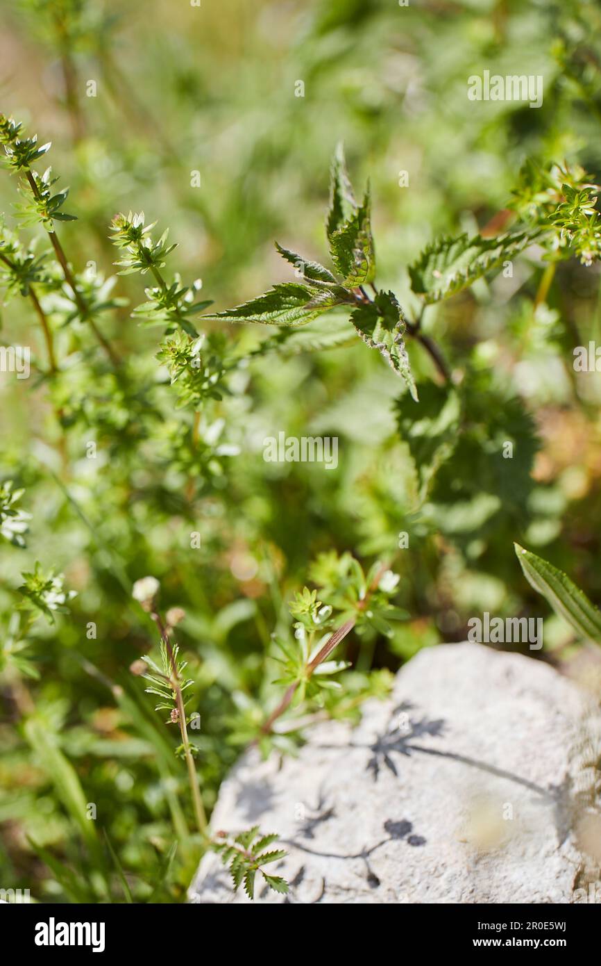 Alpine herbs Stock Photo