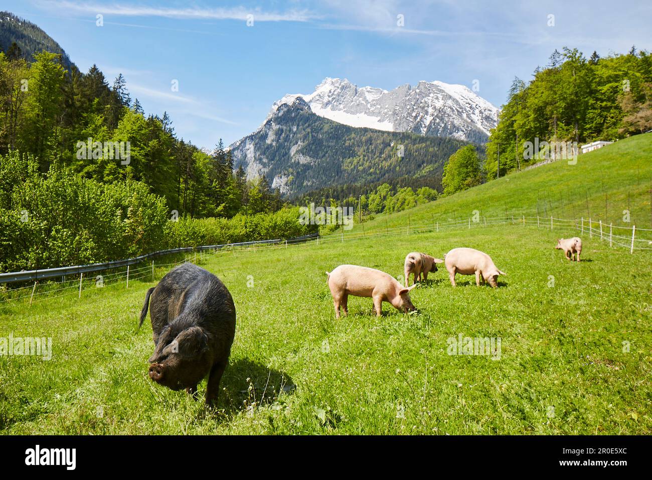 Black alpine pigs hi-res stock photography and images - Alamy