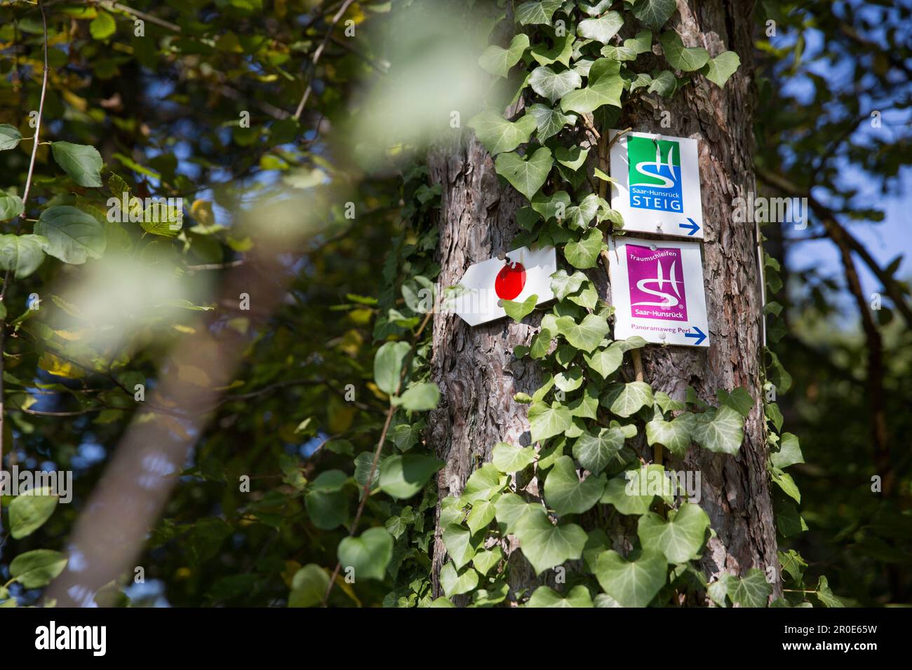 Hiking route signs on a tree Stock Photo - Alamy