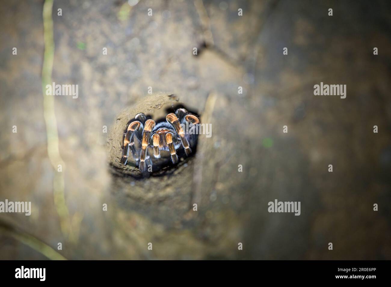 A tarantula in her cave in Selvatura Park, Monteverde, Costa Rica, Central America Stock Photo