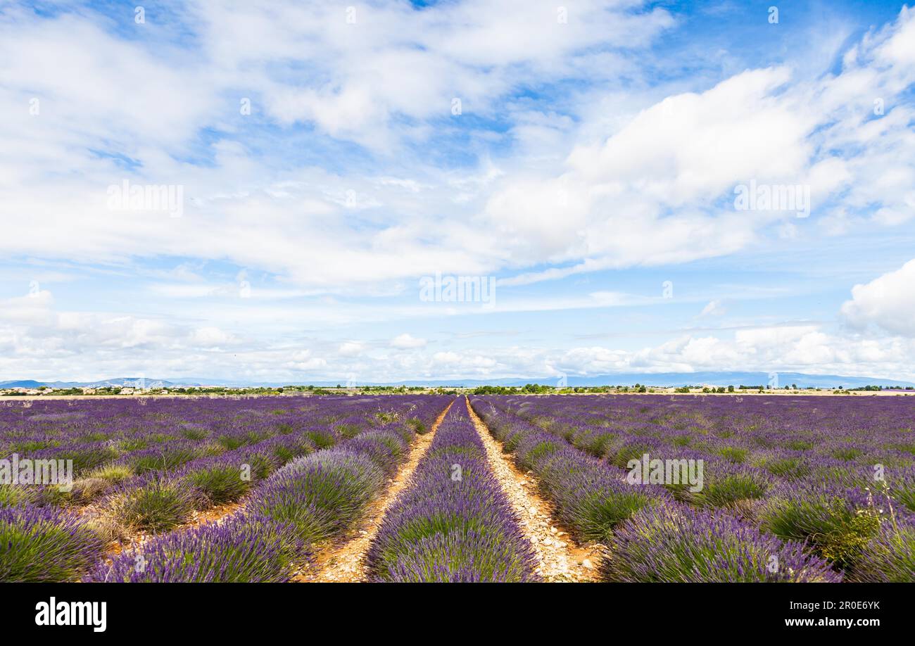 Puzzle Clementoni Campos De Lavanda 1000 Piezas – Fabricado En Italia, Imagen Sugestiva, Ideal Para Adultos